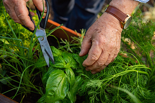 Man cuts herbs and plants with a pair of garden scissors