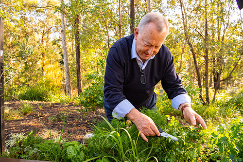 Older man cuts herbs and vegetables with a pair of garden scissors