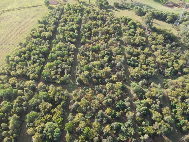 Drone shot of Griffith University arboretum after rehabilitation planting