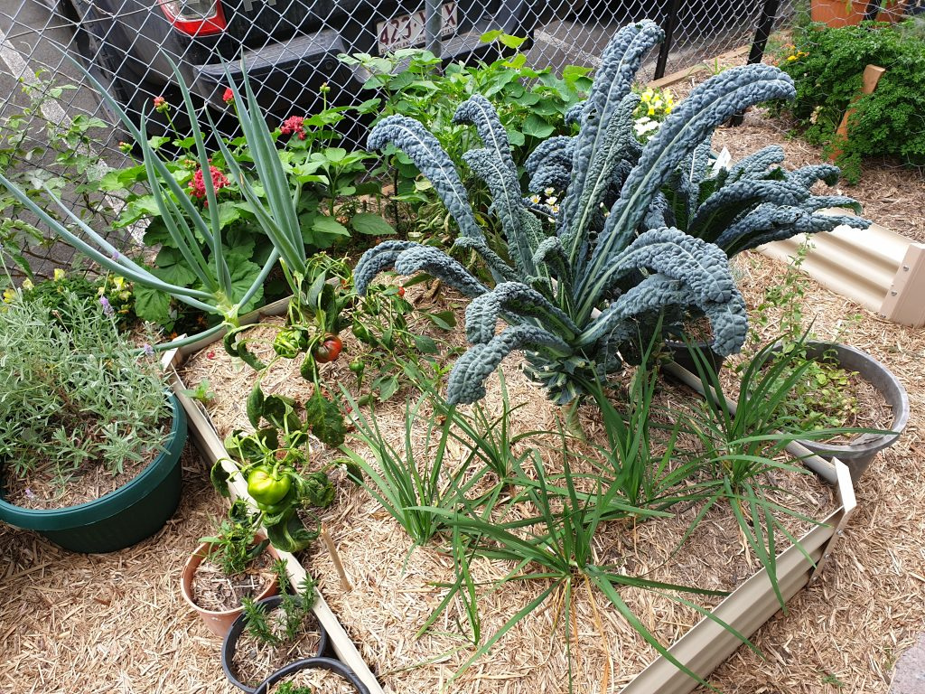 Selection of vegies in planter box at Beenleigh Community Garden