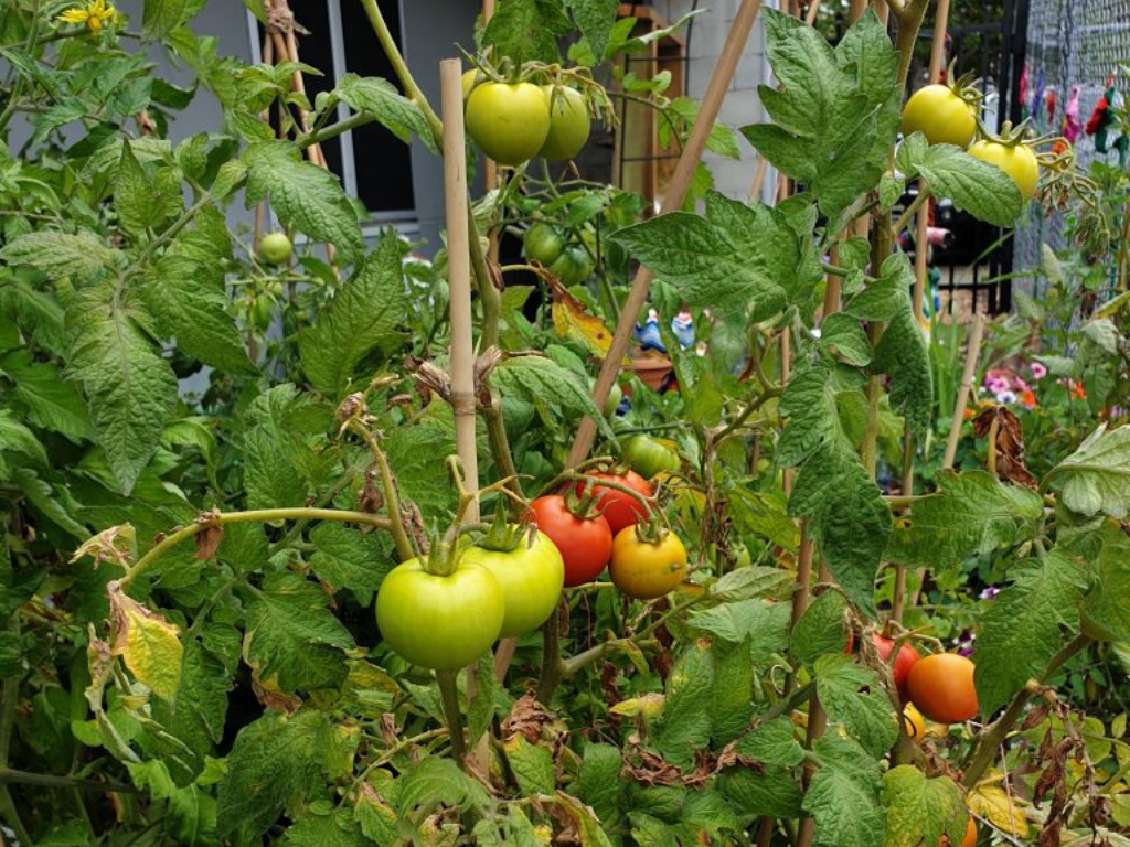 Tomato plant with some ripe tomatoes ready for harvest at Beenleigh Community Garden