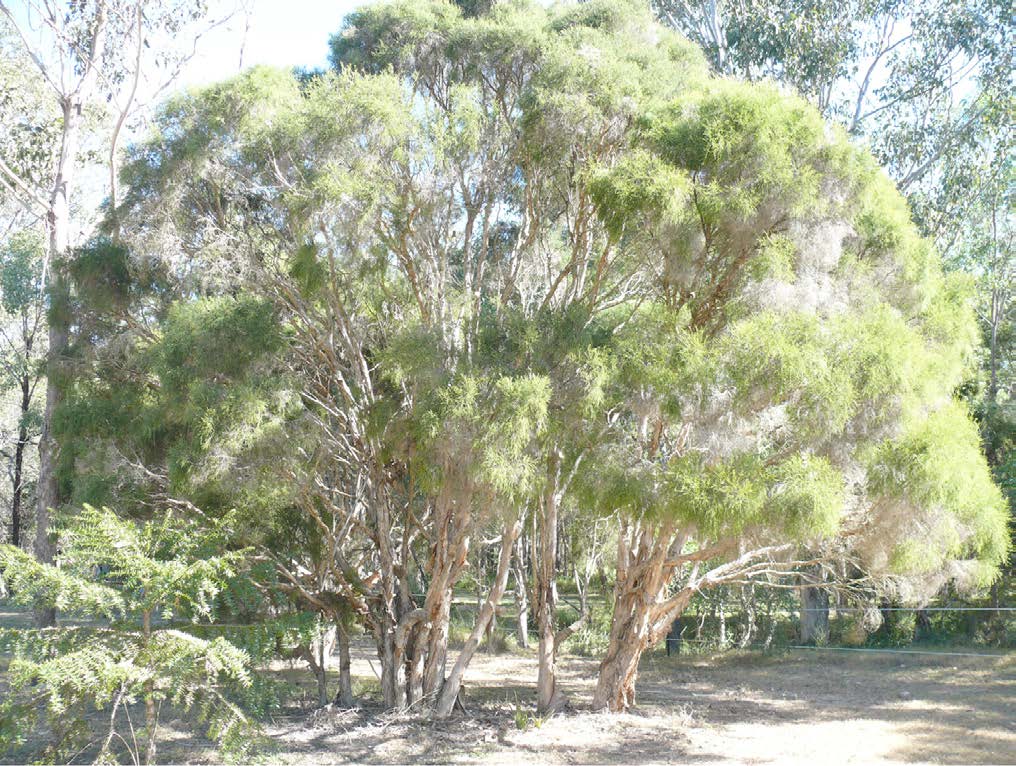 Swamp tea tree (Melaleuca irbyana) large wiry tree