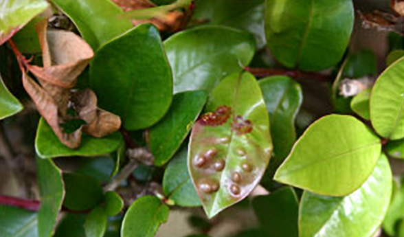 Myrtle rust early stages on Syzgium australe - small shiny light brown lumps on green leaves