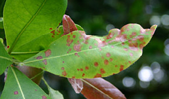 Myrtle rust early stages on Xanthostemum youngii - leaf covered in small rust coloured depressions