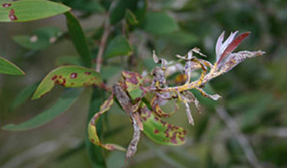 Myrtle rust later stages on Melaleuca quinquenervia - leaves covered in brown rust patches and shrivelled