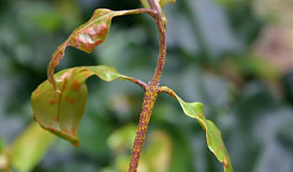 Myrtle rust later stages on Xanthostemum Oppositifolius with leaves and stem covered in brown fungal spores