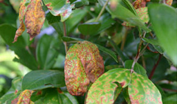 Myrtle rust later stages on 
Rhodamnia sessiflora, leaves covered in rust coloured spores
