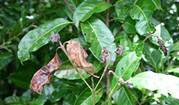 Myrtle rust covering leaves of Rhodomyrtus Psidioides