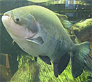 Black pacu fish swimming underwater