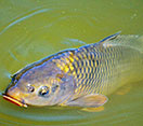 Carp fish swimming underwater