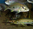 Giant cichlid and yellow belly cichlid fish swimming underwater