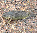 Climbing perch fish swimming underwater