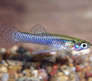 Gambusia fish swimming underwater