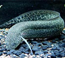 Marbeled lungfish swimming underwater