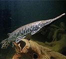 Spotted gar fish swimming underwater