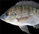 Tilapia oreochromis fish swimming underwater