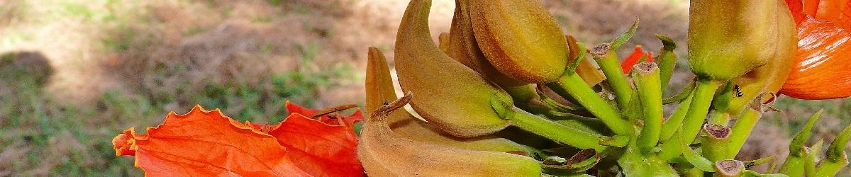 Orange red African Tulip flowers with brown seed capsules