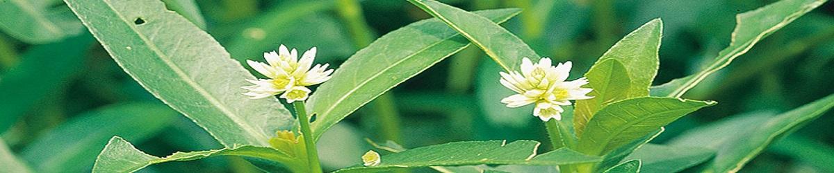 Alligator Weed in flower. Small white papery flower with dark green leaves