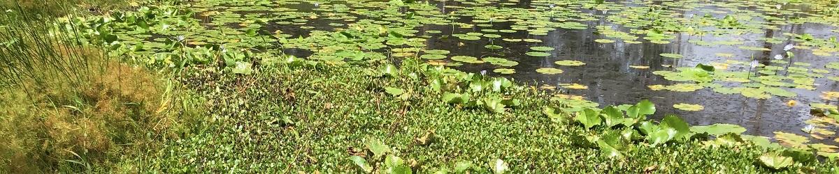 Amazon frogbit. Floating, glossy, subcircular leaves