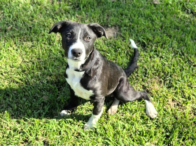 Amity, a Border Collie x American Staffy mix
