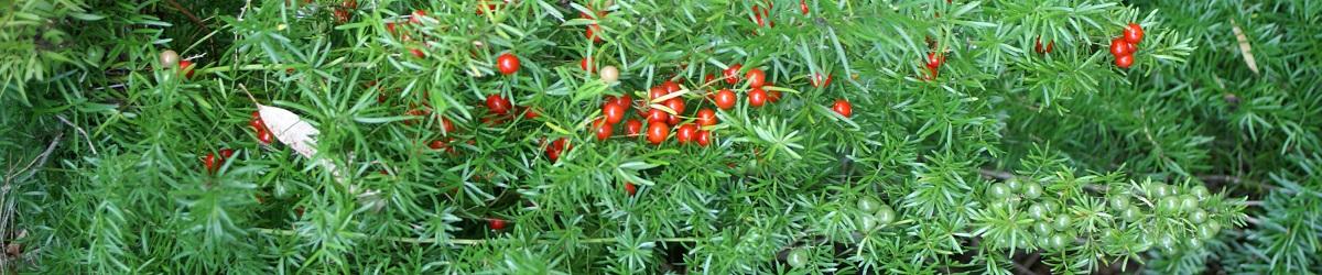 Asparagus fern with small green spikey leaves and red berries