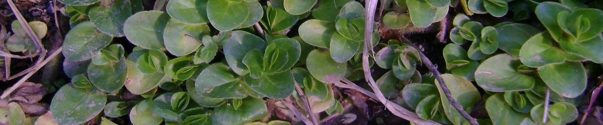Bacopa. Water plant with soft hairy leaves
