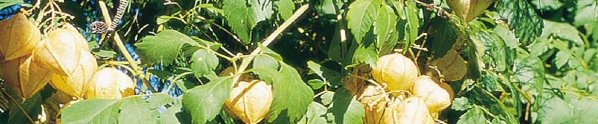 Balloon vine flower with yellow and green fruit capsules