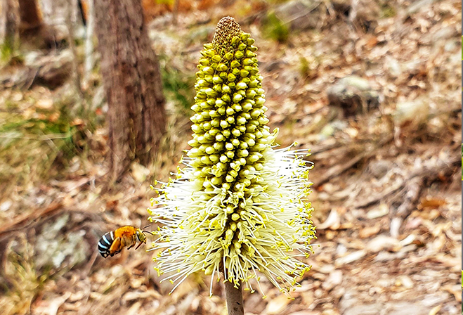 A blue banded bee hovering over a native spiked flower.