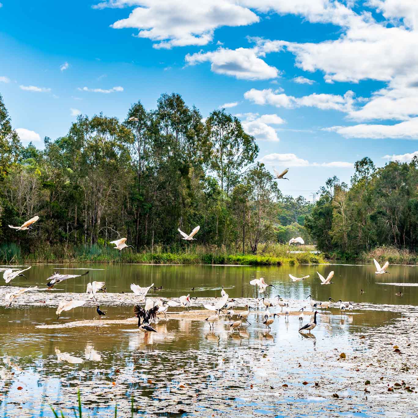 This is a photo of birds at Berrinba Wetlands