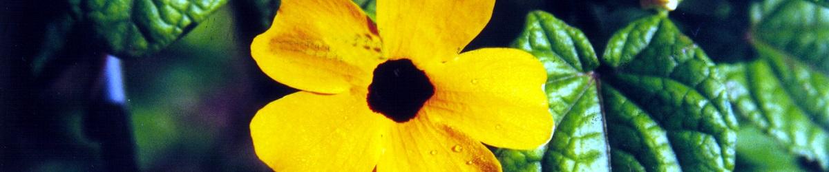 Black eyed susan flower with yellow-orange flowers and a black centre
