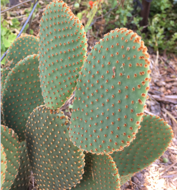 Blind cactus. A dense shrub with pads that grow in pairs giving the appearance of bunny ears.