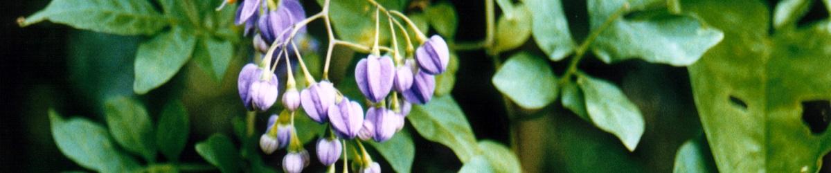 Brazilian nightshade bluish-purple flowers with yellow stamens