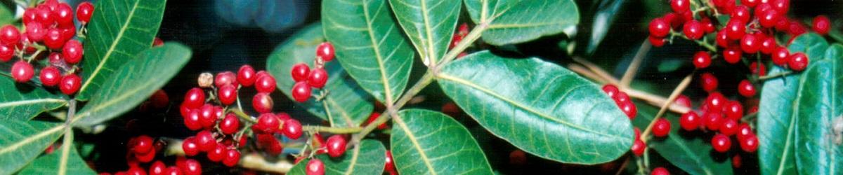 Broad leaf plant with red berries