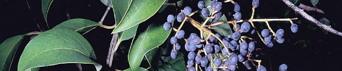 Broad Leaf Privet. Oval green leaves with blue berries