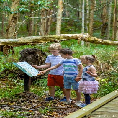 Children bush walking