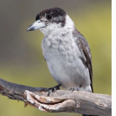 A white and brown Butcher Bird perched on a branch