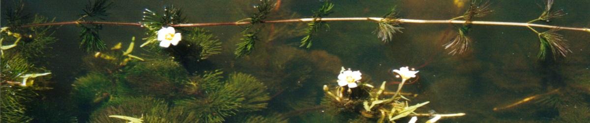 Cabomba. Feathery submerged leaves and white petalled flowers with a yellow base