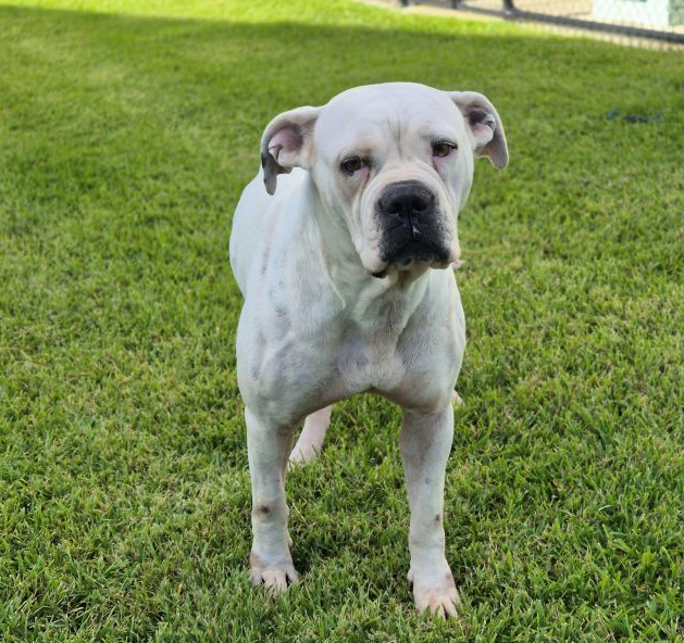 White American Bulldog with a dark coloured muzzle
