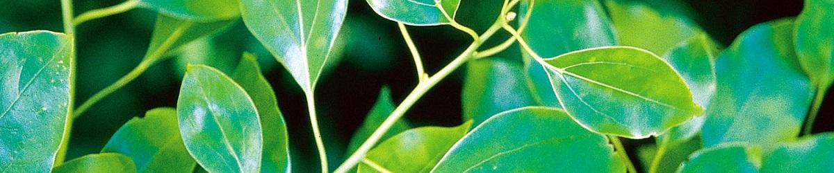 Camphor Laurel leaves