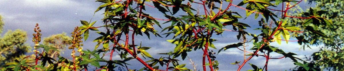 Castor oil plant with red tinged stems and large leaves