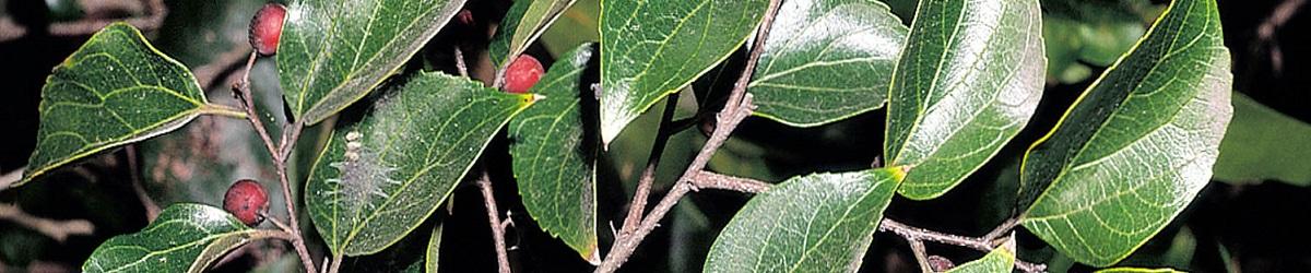 Chinese Celtis plant with glossy green leaves and orange round fruit