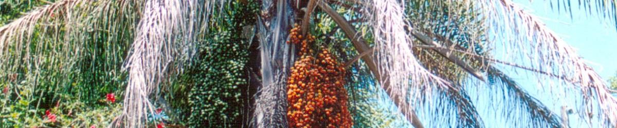 Cocos Plant with large bunch of orange berries