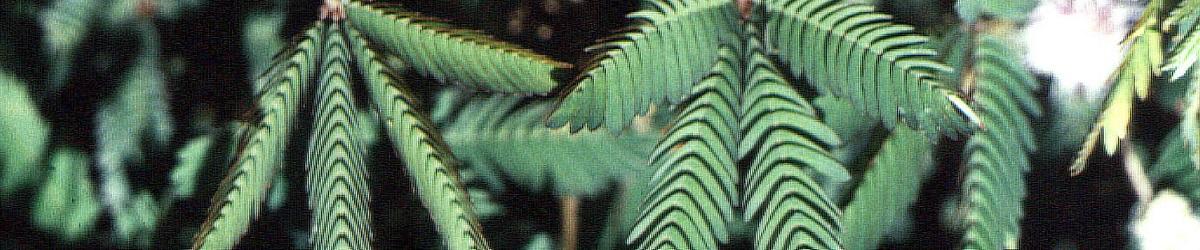 Common sensitive plant. dark green, feathery green leaves