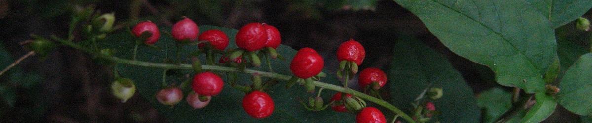 Coral Berry. Green leaves with a bunch of red berries