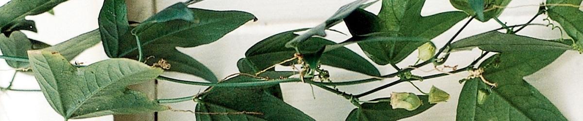 Corky Passion leaf vine.