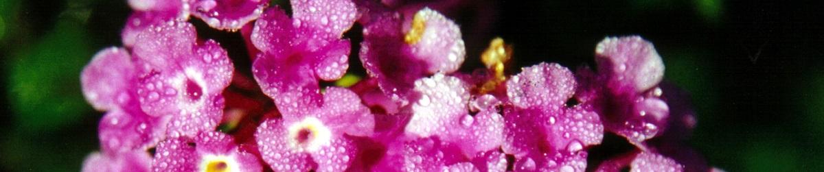 Creeping lantana pink flowers