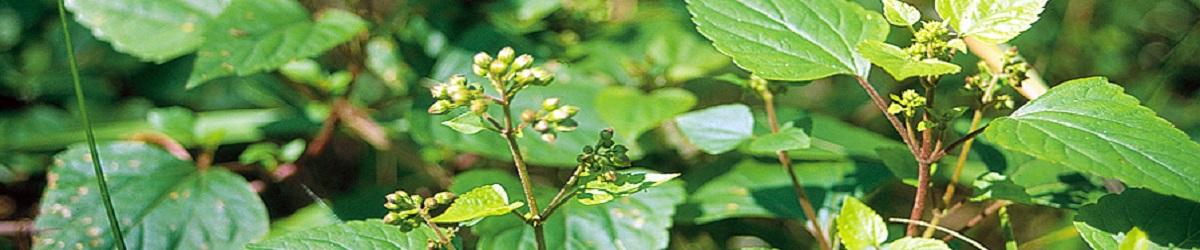 Crofton weed plant. Small white flowers budding and bright green leaves