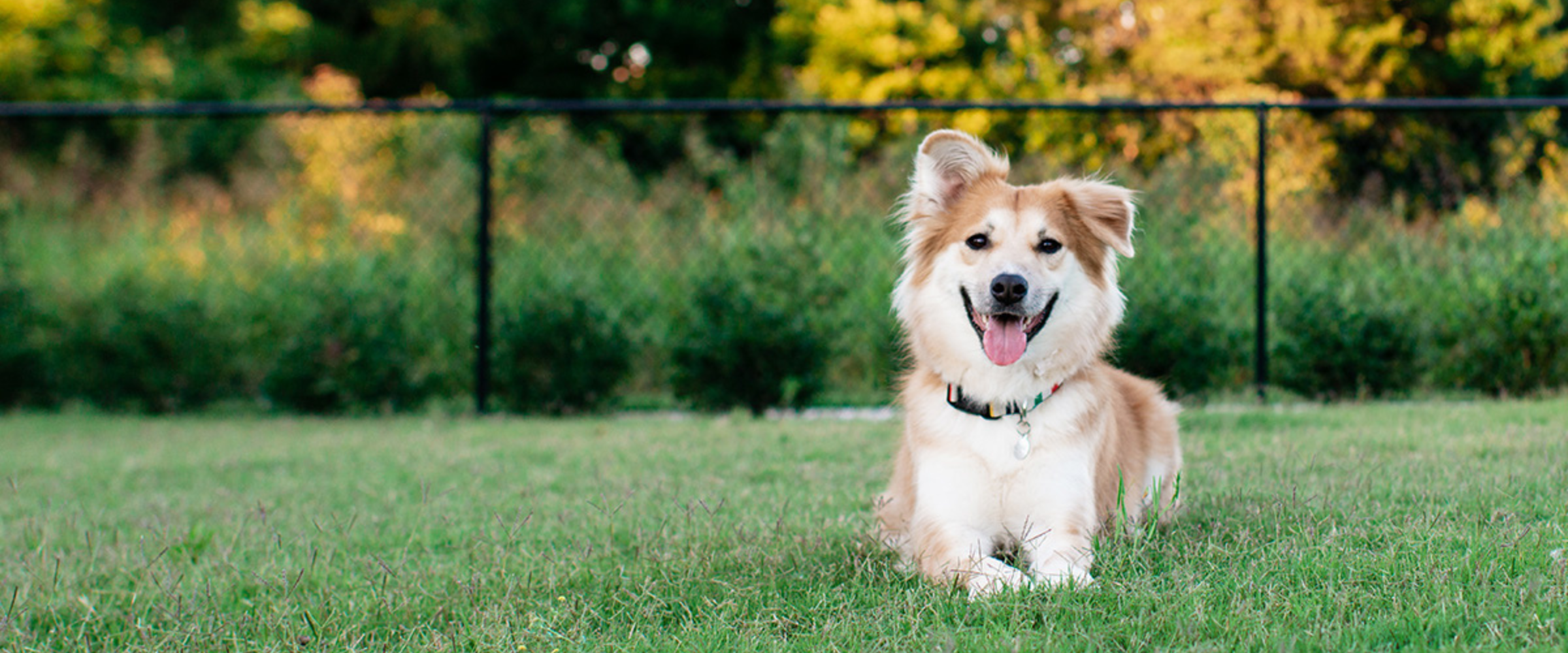 light brown and white dog sitting in a grassy field