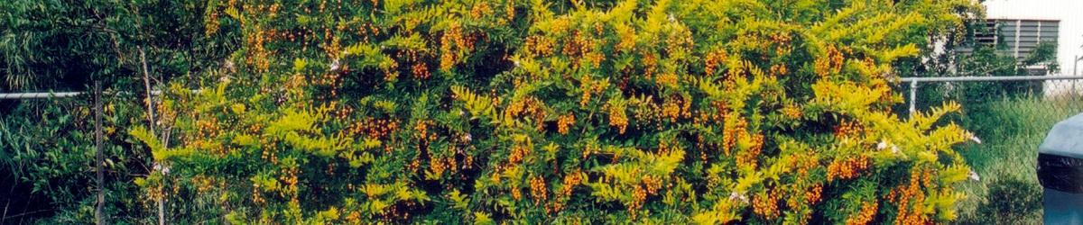 Large Duranta plant with orange fruit and small purple flowers