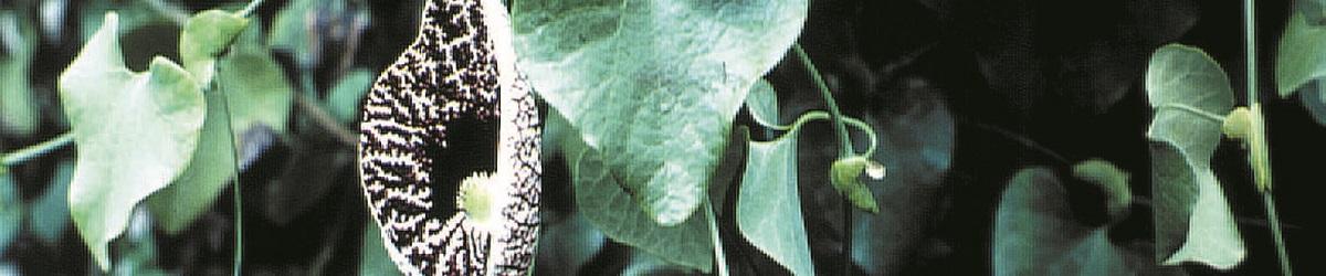 heart shaped glossy leaves with a large oblong fruit.